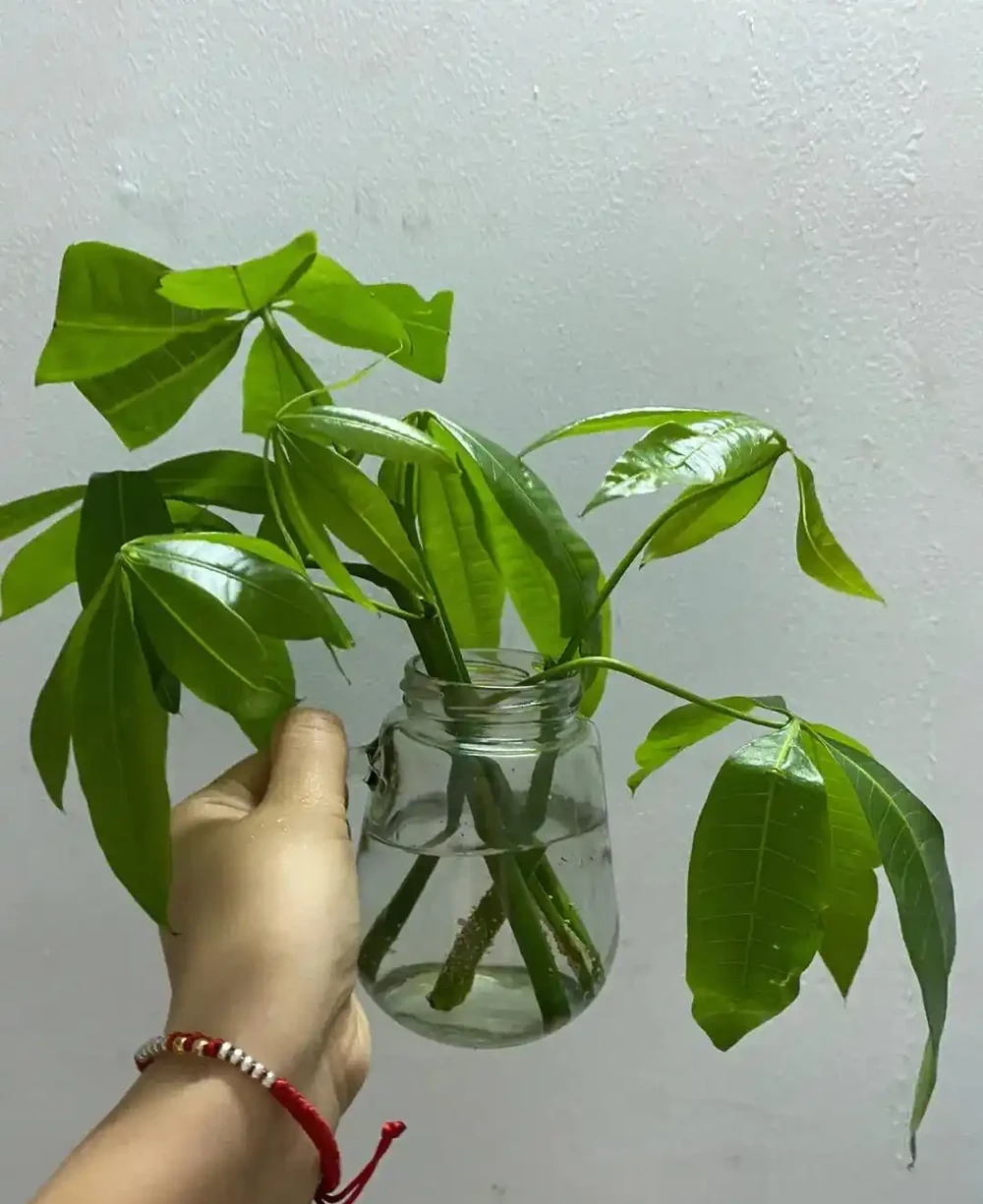 葉插