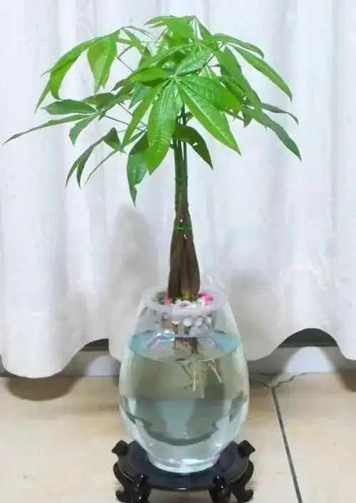 觀察長根