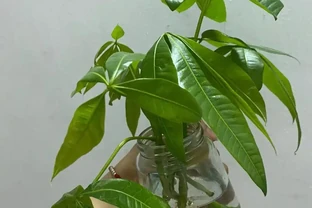 水耕發財樹：簡單易行的繁殖方法