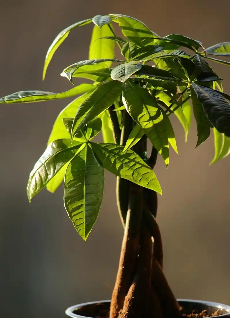 發財樹枝幹發軟了怎麼辦