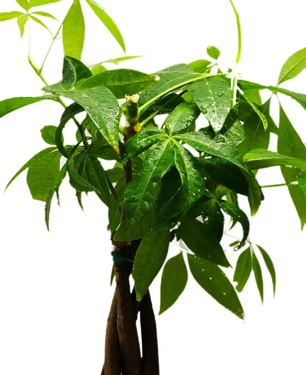 發財樹枝幹發軟了怎麼辦