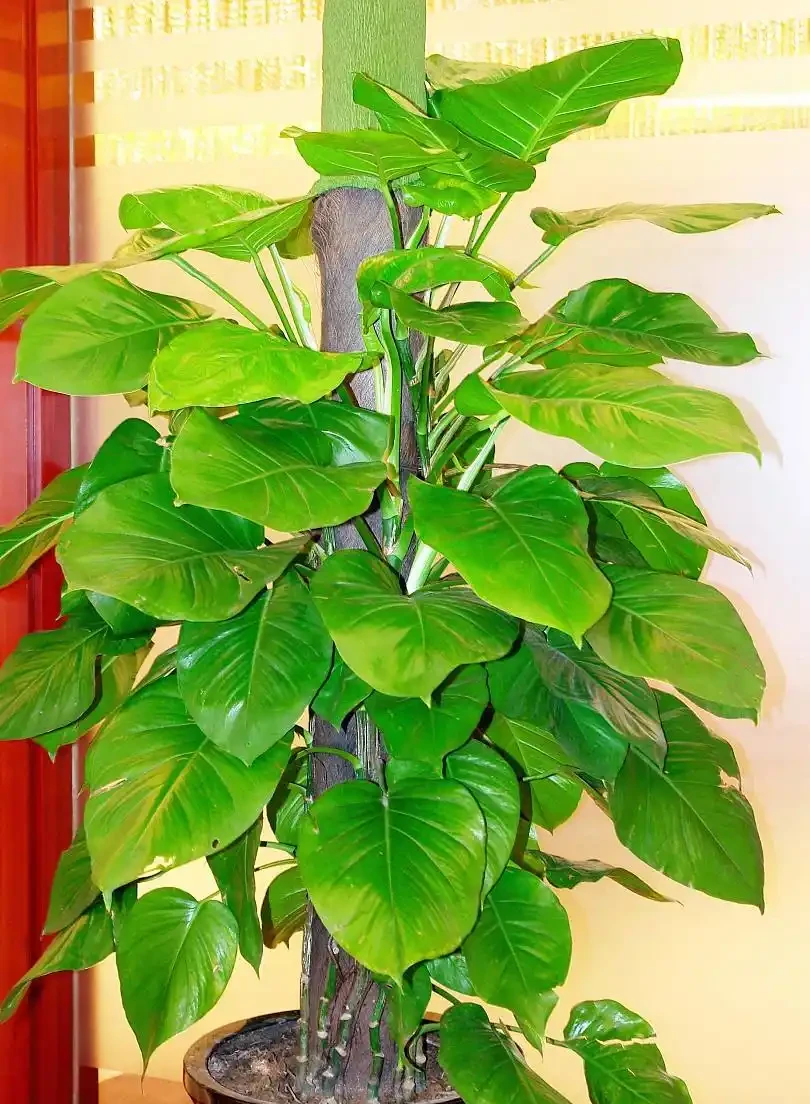 發財樹枝幹發軟了怎麼辦