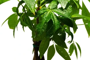 發財樹枝幹發軟了怎麼辦