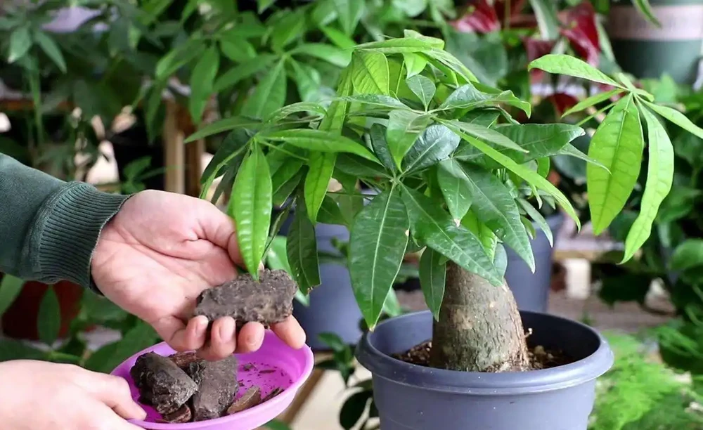 澆多了怎麼辦?發財樹搶救指南