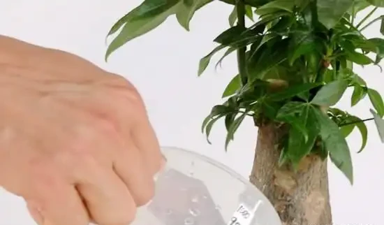 澆多了怎麼辦?發財樹搶救指南