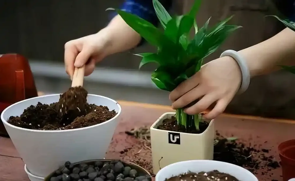 懶人養花通用肥料，這些方法既省錢又簡單，非常適合懶人養花！