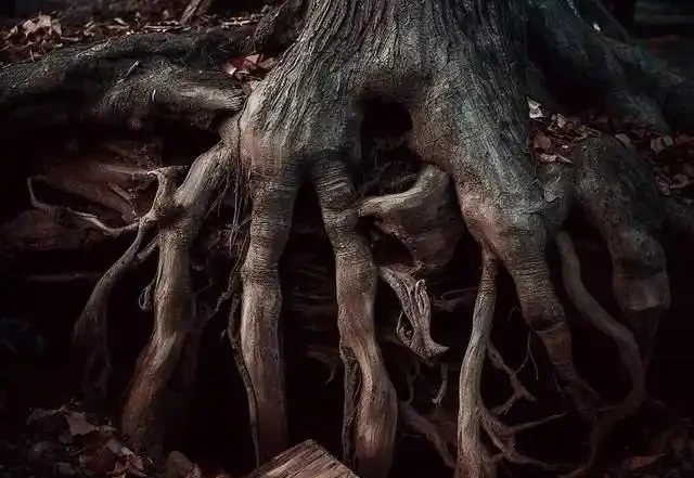 樹根腐爛的秘訣:五種簡單有效的方法