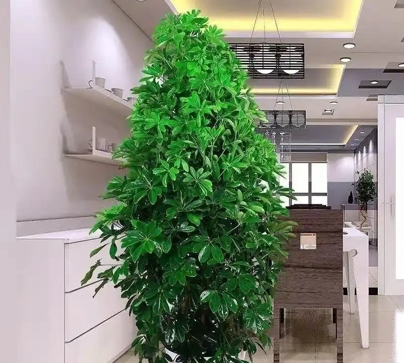 招財樹怎麼養?記住「4點」,枝葉繁茂四季翠綠,家中財運旺