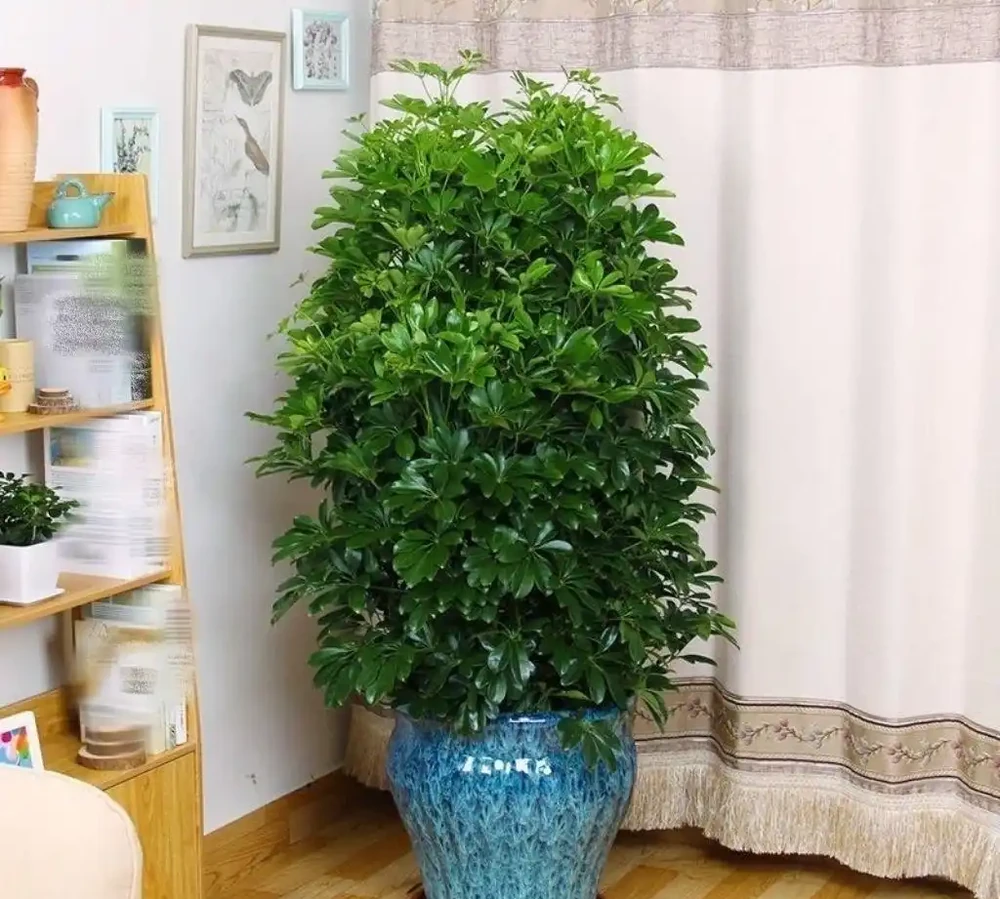 招財樹怎麼養?記住「4點」,枝葉繁茂四季翠綠,家中財運旺