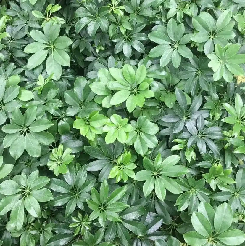 招財樹怎麼養?記住「4點」,枝葉繁茂四季翠綠,家中財運旺