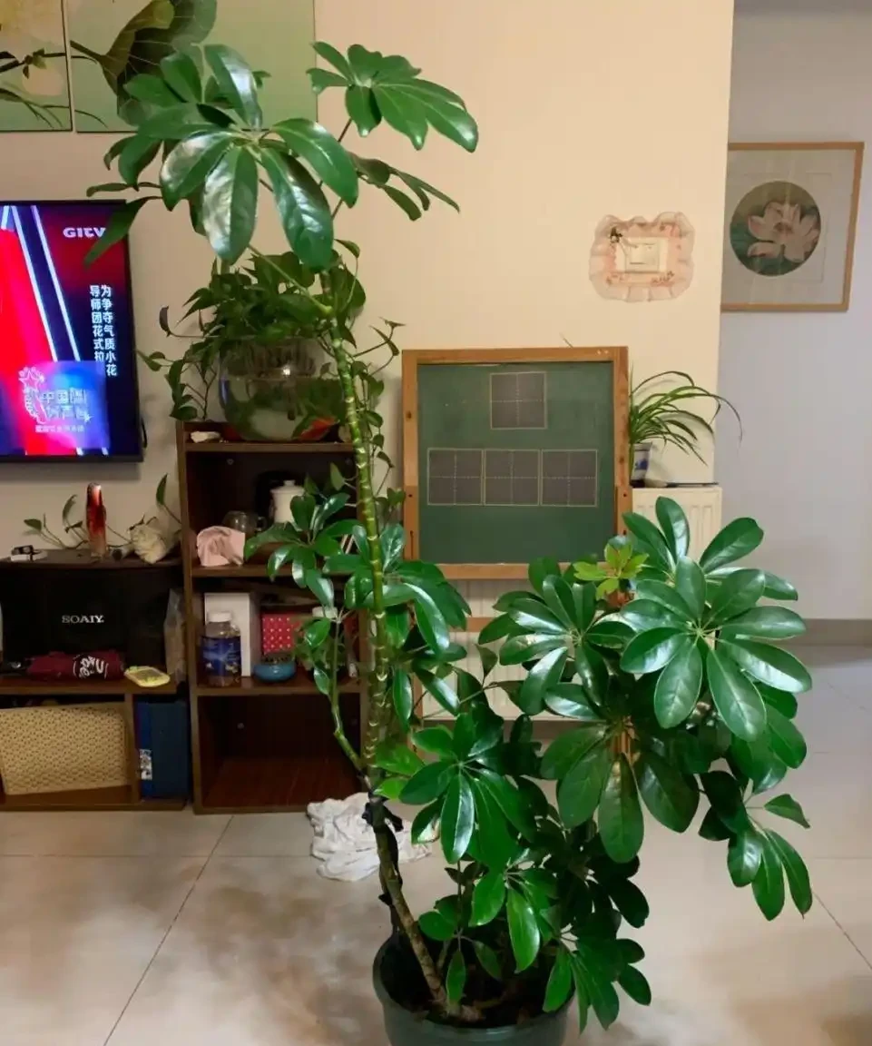 招財樹怎麼養?記住「4點」,枝葉繁茂四季翠綠,家中財運旺
