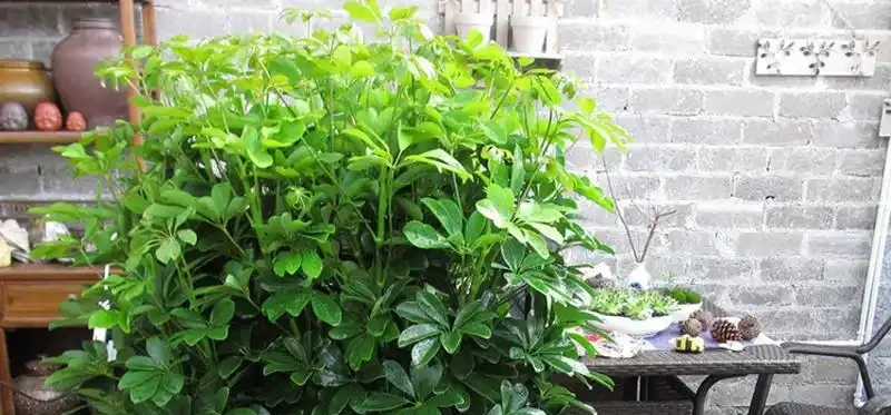 招財樹怎麼養?記住「4點」,枝葉繁茂四季翠綠,家中財運旺
