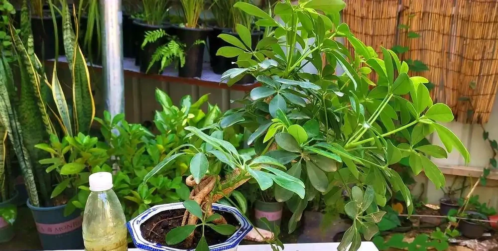 招財樹怎麼養?記住「4點」,枝葉繁茂四季翠綠,家中財運旺