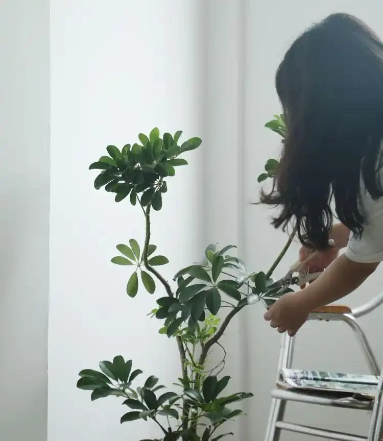 招財樹怎麼養?記住「4點」,枝葉繁茂四季翠綠,家中財運旺