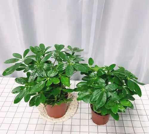 招財樹怎麼養?記住「4點」,枝葉繁茂四季翠綠,家中財運旺