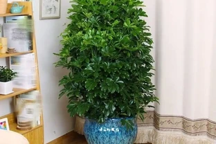 招財樹怎麼養？記住「4點」，枝葉繁茂四季翠綠，家中財運旺
