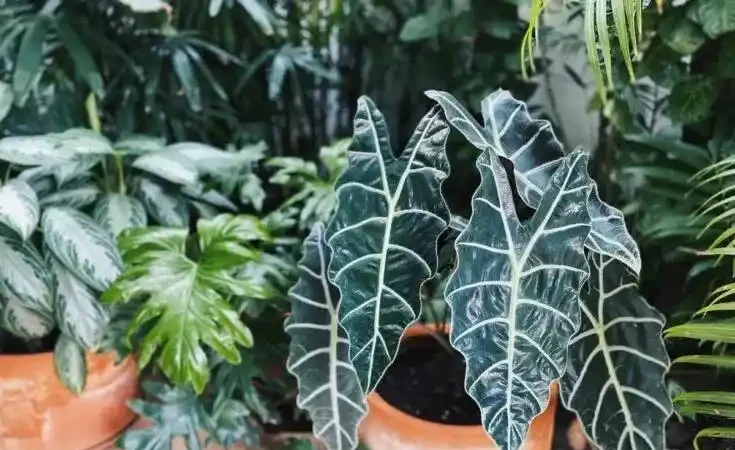 海芋屬植物如何養護？注意這十二點