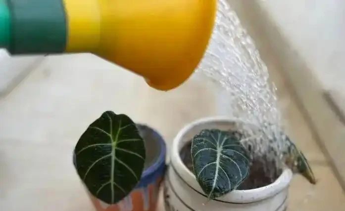 海芋屬植物如何養護？注意這十二點