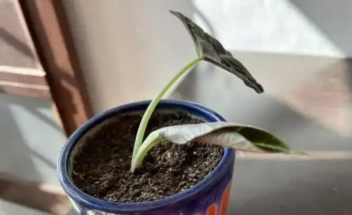 海芋屬植物如何養護？注意這十二點