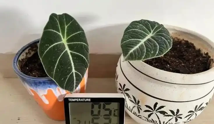 海芋屬植物如何養護？注意這十二點