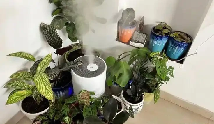 海芋屬植物如何養護？注意這十二點