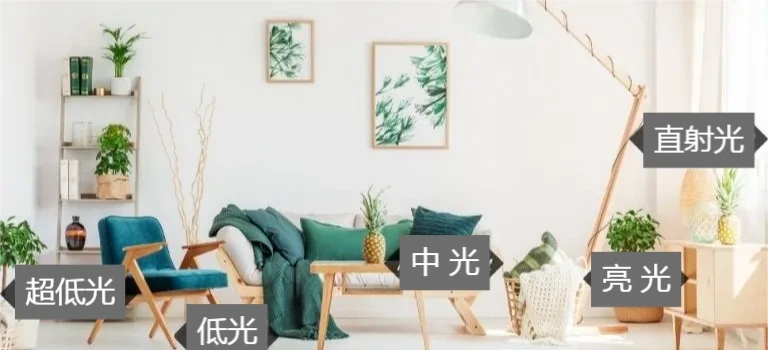 海芋屬植物如何養護？注意這十二點