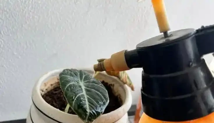 海芋屬植物如何養護？注意這十二點