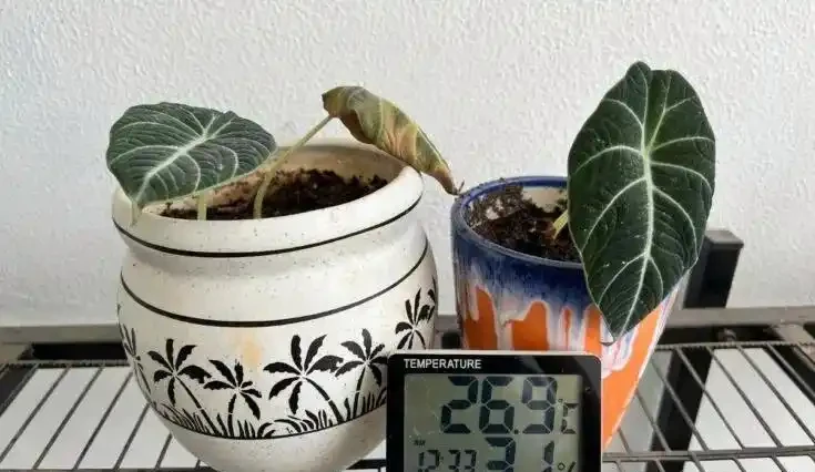 海芋屬植物如何養護？注意這十二點