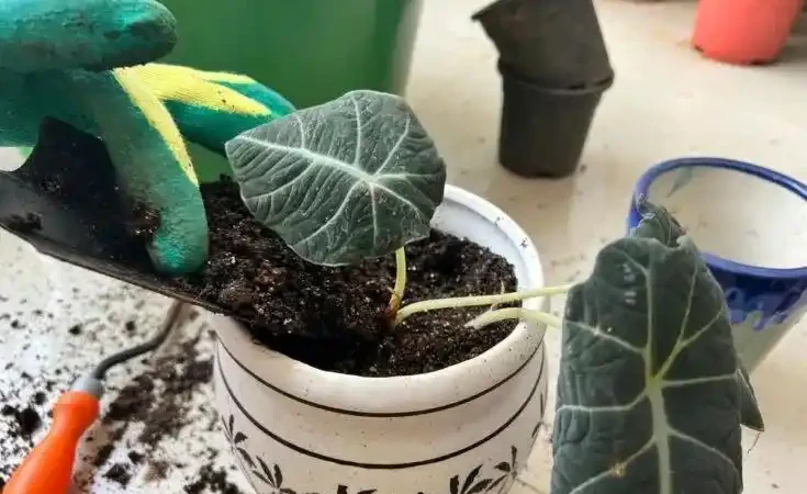 海芋屬植物如何養護？注意這十二點