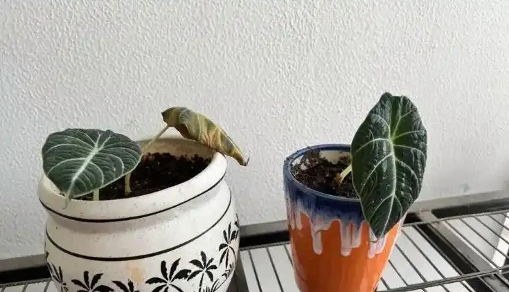 海芋屬植物如何養護？注意這十二點