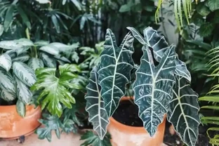 海芋屬植物如何養護？注意這十二點