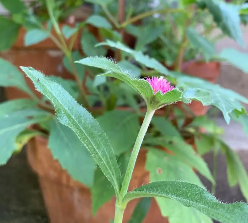 天南星科芋屬植物:美麗的危險