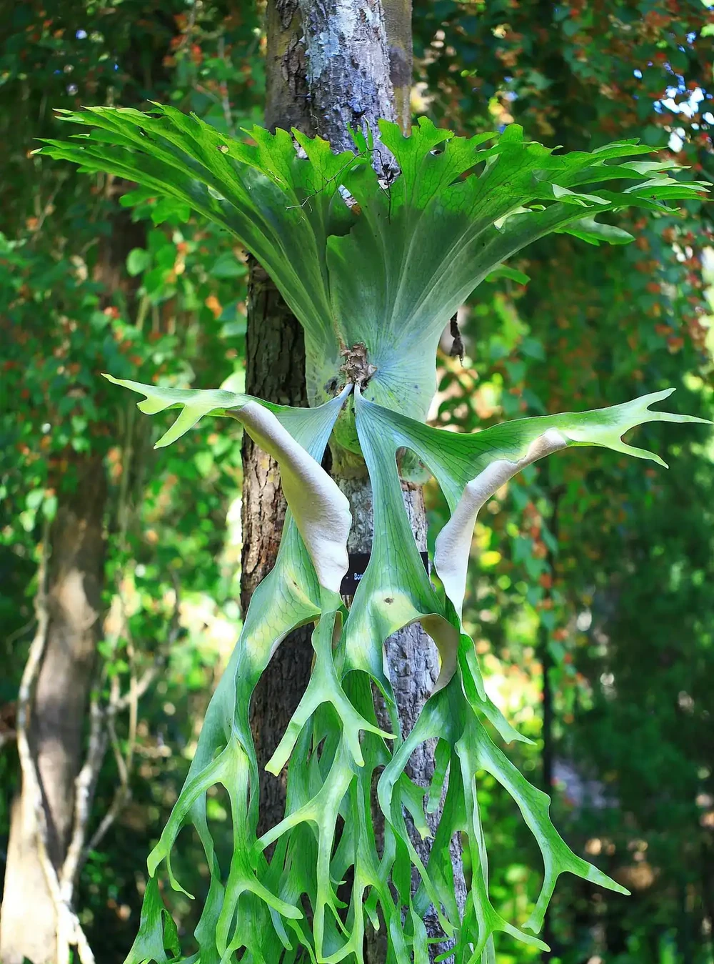 天南星科芋屬植物:美麗的危險