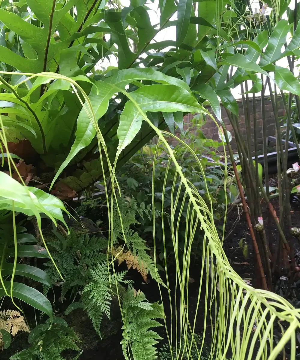 天南星科芋屬植物:美麗的危險