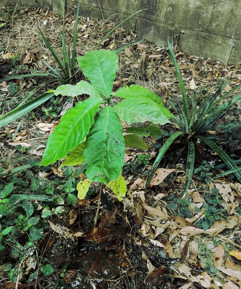 天南星科芋屬植物:美麗的危險