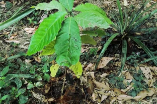 天南星科芋屬植物：美麗的危險
