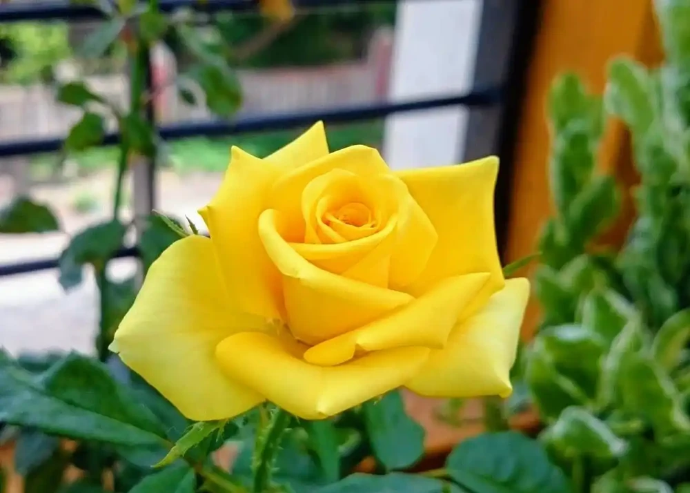 玫瑰花幾月份開花，四季怎麼管理