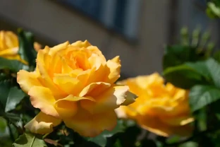 玫瑰花幾月份開花，四季怎麼管理