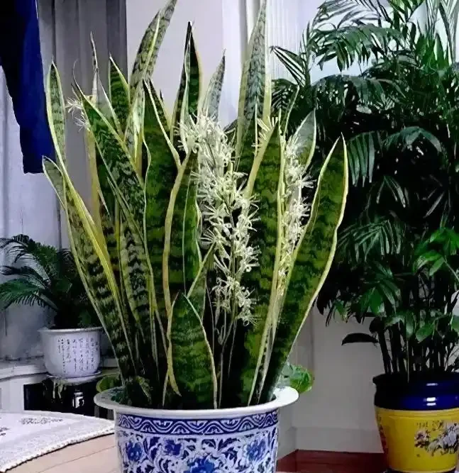 夜間能「製氧氣」的5種花，建議臥室養一盆，溫馨還能助睡眠