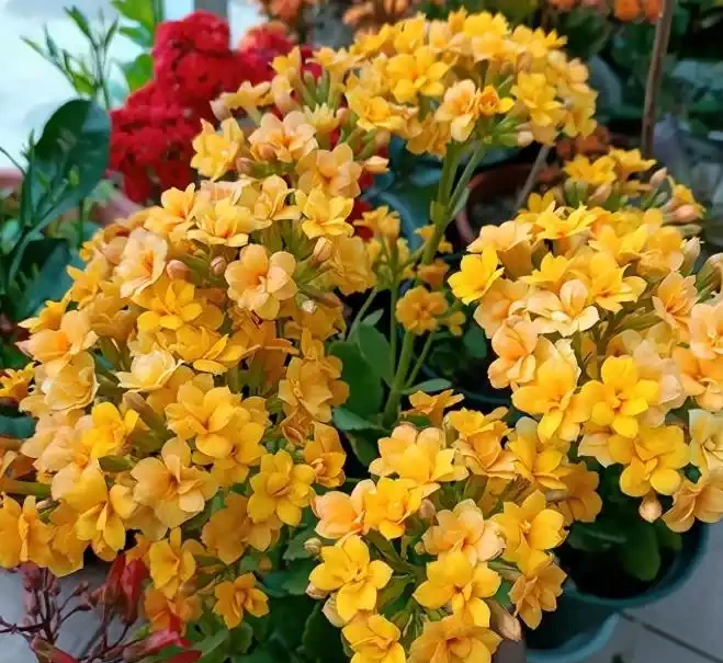 夜間能「製氧氣」的5種花，建議臥室養一盆，溫馨還能助睡眠
