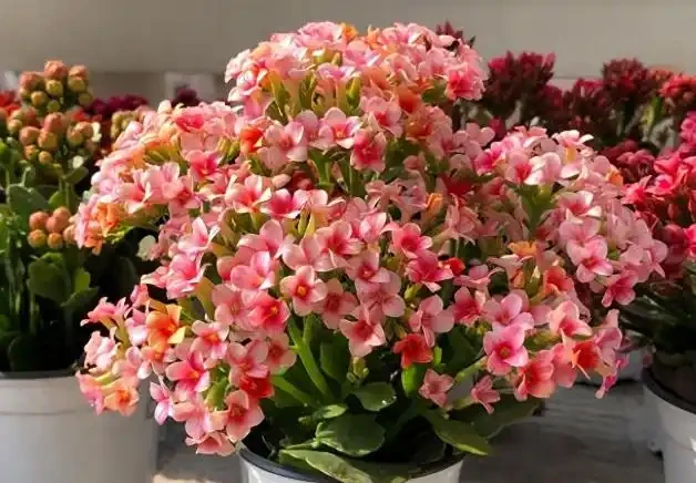 夜間能「製氧氣」的5種花，建議臥室養一盆，溫馨還能助睡眠