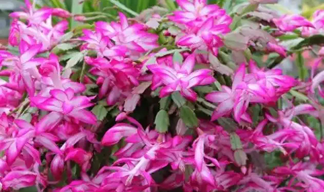 室內養花有講究,這6種花室內放,花旺「人不旺」,別大意