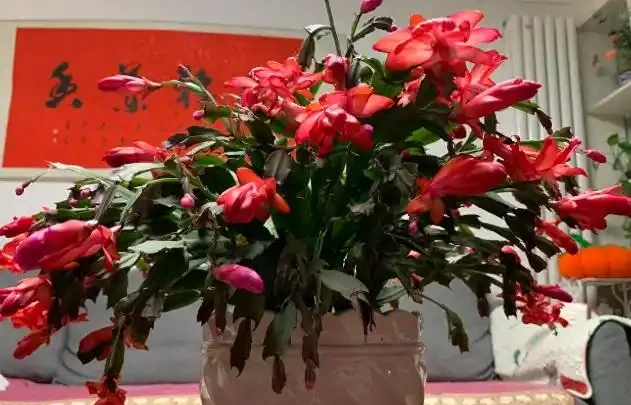 室內養花有講究,這6種花室內放,花旺「人不旺」,別大意