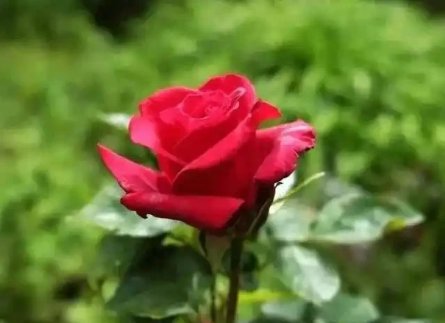 室內養花有講究,這6種花室內放,花旺「人不旺」,別大意