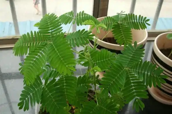 室內養花有講究,這6種花室內放,花旺「人不旺」,別大意