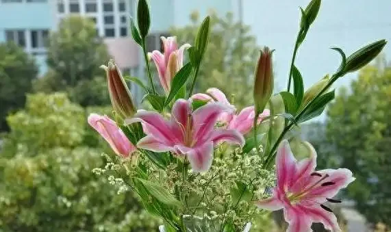 室內養花有講究,這6種花室內放,花旺「人不旺」,別大意