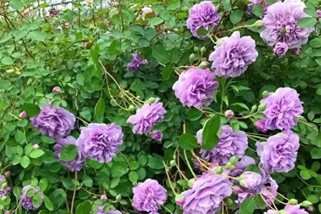 室內養花有講究,這6種花室內放,花旺「人不旺」,別大意