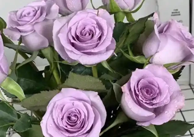 室內養花有講究,這6種花室內放,花旺「人不旺」,別大意