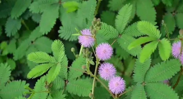 室內養花有講究,這6種花室內放,花旺「人不旺」,別大意