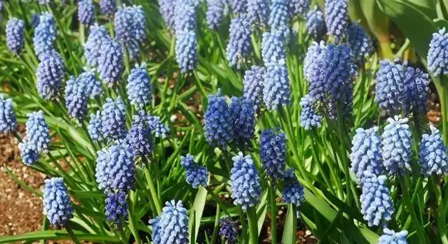 室內養花有講究,這6種花室內放,花旺「人不旺」,別大意